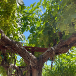 2022 Grape Culture Beckstoffer GIII Cabernet Sauvignon, Rutherford