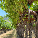 2022 Grape Culture Beckstoffer GIII Cabernet Sauvignon, Rutherford