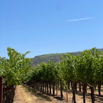 2022 Grape Culture Beckstoffer GIII Cabernet Sauvignon, Rutherford