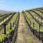 2023 Typicite Bien Nacido Pinot Noir, Santa Maria Valley