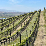 2023 Typicite Bien Nacido Pinot Noir, Santa Maria Valley