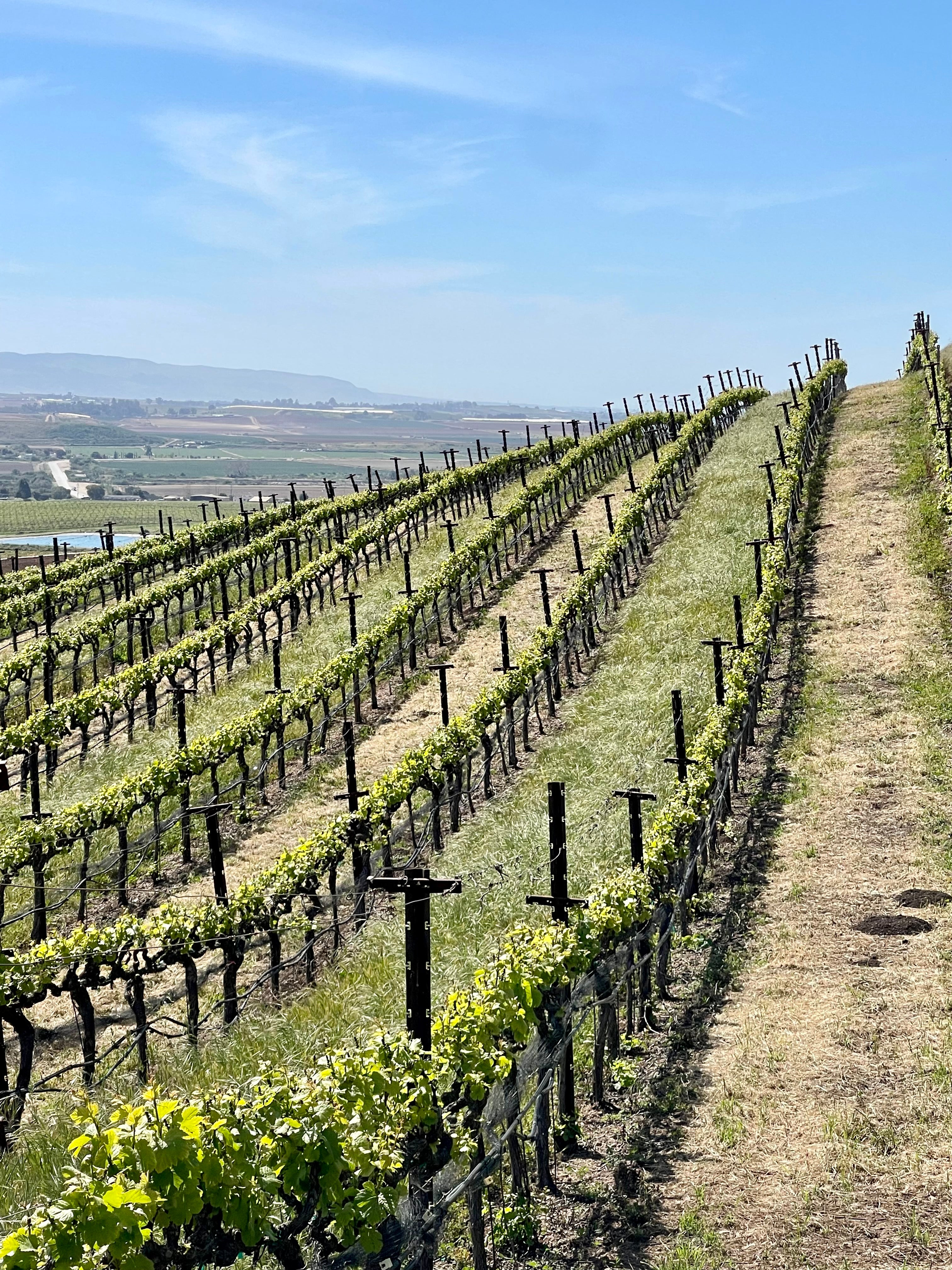 2023 Typicite Bien Nacido Pinot Noir, Santa Maria Valley