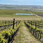 2023 Typicite Bien Nacido Pinot Noir, Santa Maria Valley
