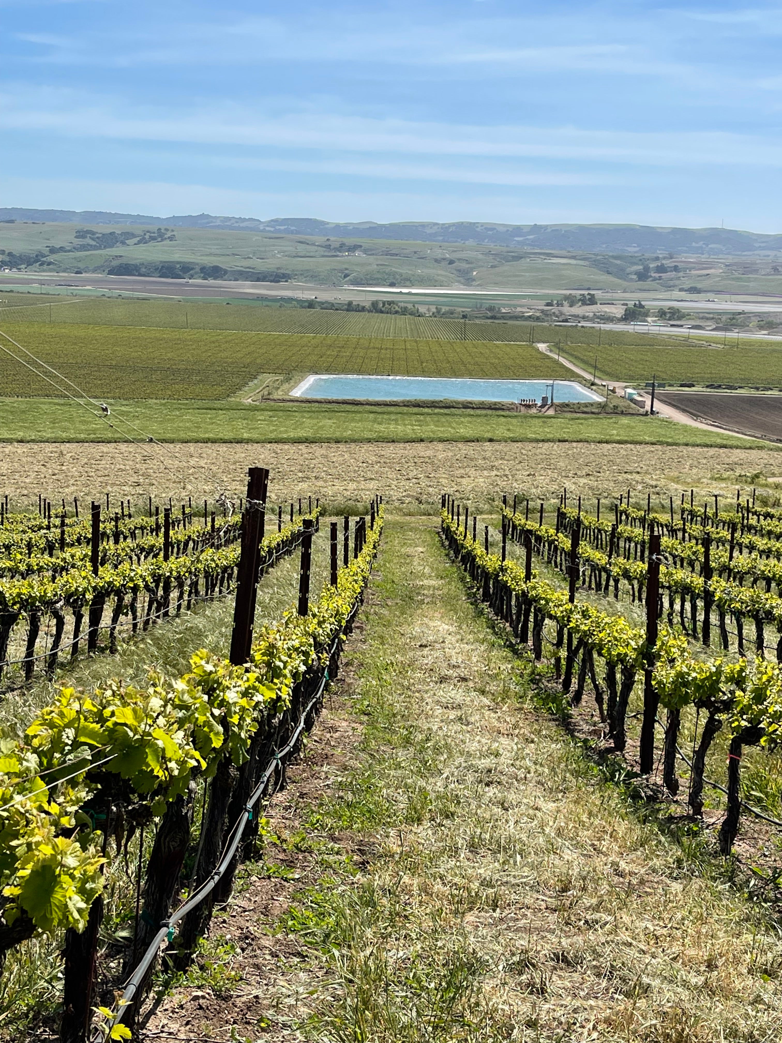 2023 Typicite Bien Nacido Pinot Noir, Santa Maria Valley