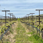 2023 Typicite Bien Nacido Pinot Noir, Santa Maria Valley