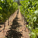 2022 Grape Culture Dualridge Cabernet Sauvignon, Howell Mountain