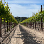 2023 Typicite Dutton Ranch Pinot Noir, Russian River Valley