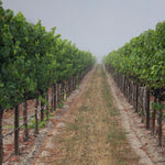 2023 Typicite Dutton Ranch Pinot Noir, Russian River Valley