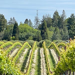 2023 Typicite Dutton Ranch Pinot Noir, Russian River Valley