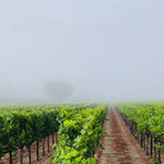 2023 Typicite Dutton Ranch Pinot Noir, Russian River Valley