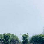 2023 Typicite Dutton Ranch Pinot Noir, Russian River Valley