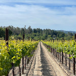 2023 Typicite Dutton Ranch Pinot Noir, Russian River Valley