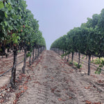 2023 Typicite Dutton Ranch Pinot Noir, Russian River Valley