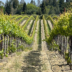 2023 Typicite Dutton Ranch Pinot Noir, Russian River Valley