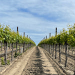 2023 Typicite Dutton Ranch Pinot Noir, Russian River Valley