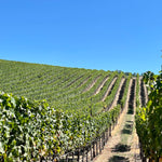 2023 Typicite Gaps Crown Pinot Noir, Sonoma Coast