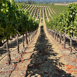 2023 Typicite Gaps Crown Pinot Noir, Sonoma Coast