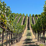 2023 Typicite Gaps Crown Pinot Noir, Sonoma Coast