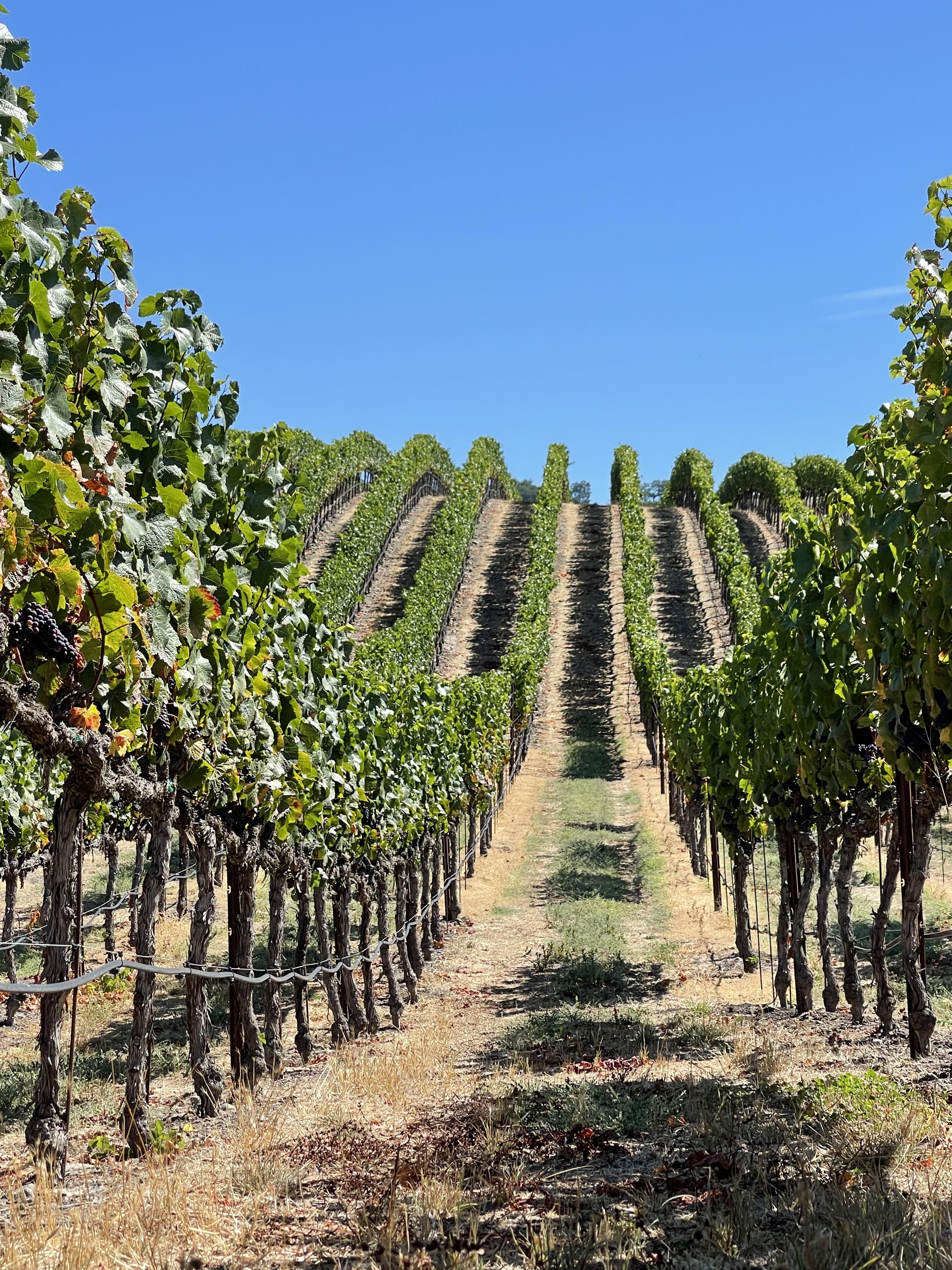 2023 Typicite Gaps Crown Pinot Noir, Sonoma Coast