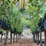 2022 Grape Culture Nosotros Cabernet Sauvignon, Mt. Veeder