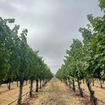 2022 Grape Culture Oakview Cabernet Sauvignon, Oakville