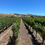 2023 Roberts Road Pinot Noir and Chardonnay, Sonoma Coast