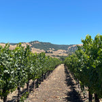 2023 Roberts Road Pinot Noir and Chardonnay, Sonoma Coast