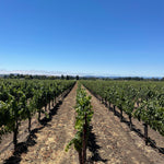 2023 Roberts Road Pinot Noir and Chardonnay, Sonoma Coast