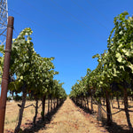 2022 Grape Culture Sugarloaf Cabernet Franc, Napa Valley