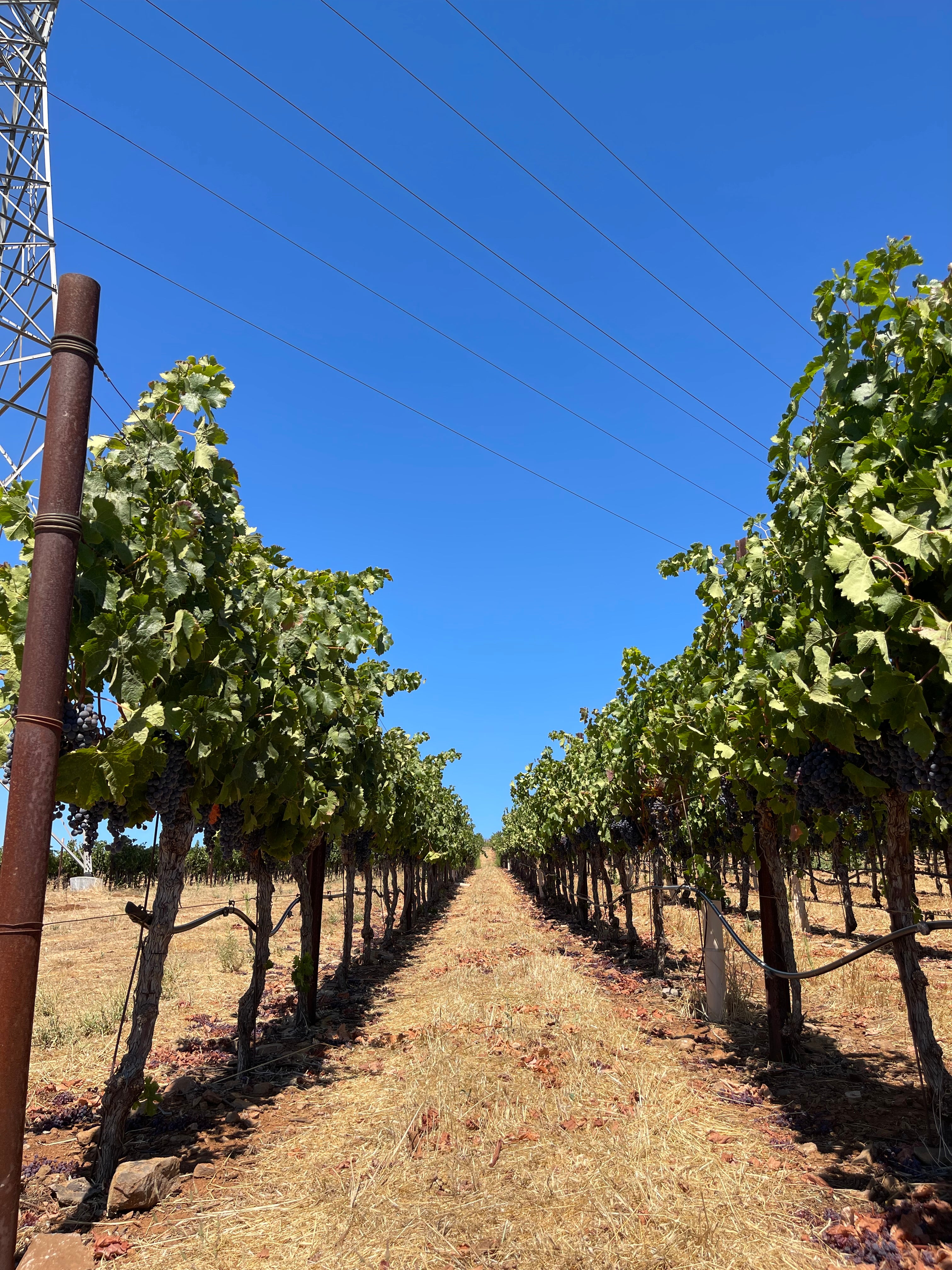 2022 Grape Culture Sugarloaf Cabernet Franc, Napa Valley