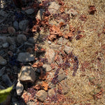 2022 Grape Culture Sugarloaf Cabernet Franc, Napa Valley