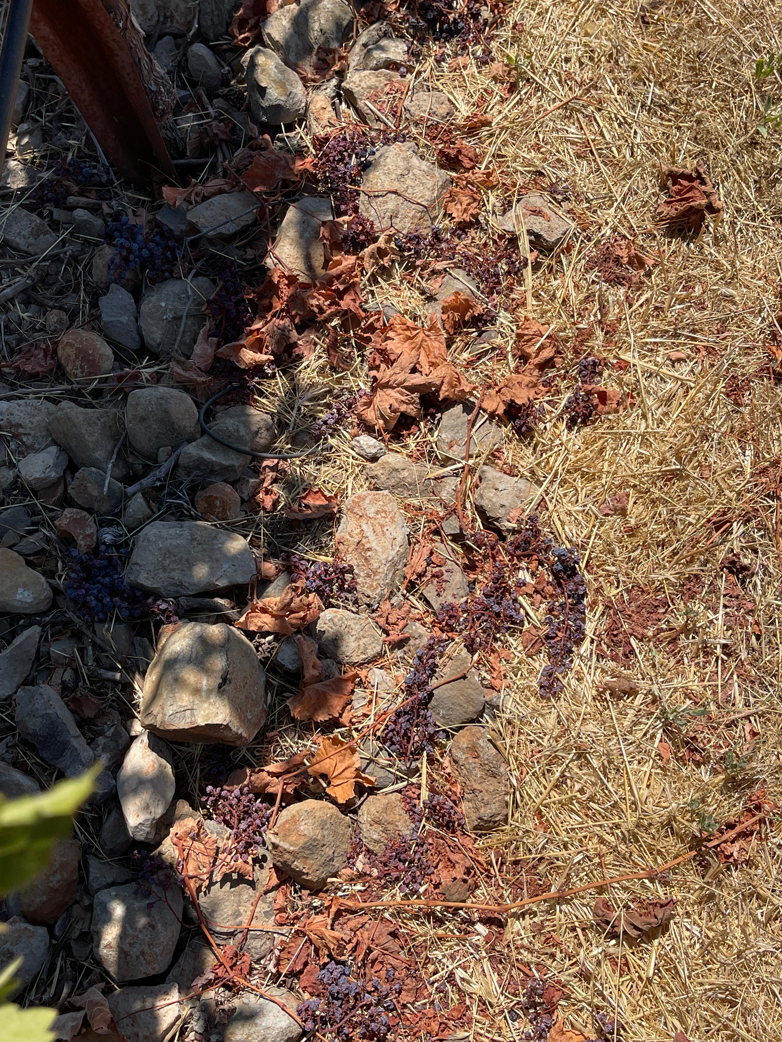 2022 Grape Culture Sugarloaf Cabernet Franc, Napa Valley