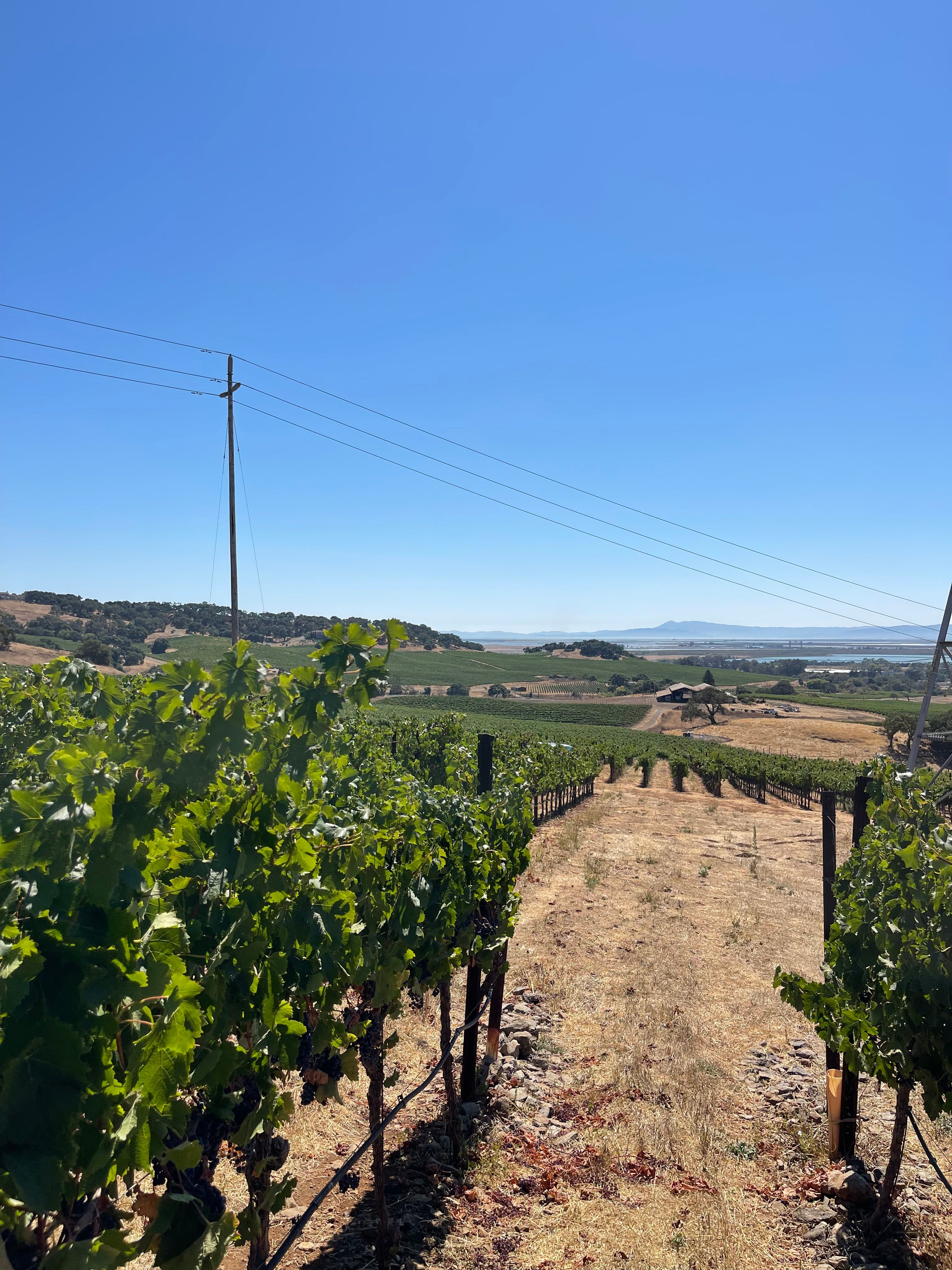 2022 Grape Culture Sugarloaf Cabernet Franc, Napa Valley