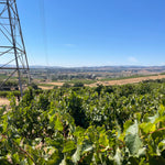 2022 Grape Culture Sugarloaf Cabernet Franc, Napa Valley