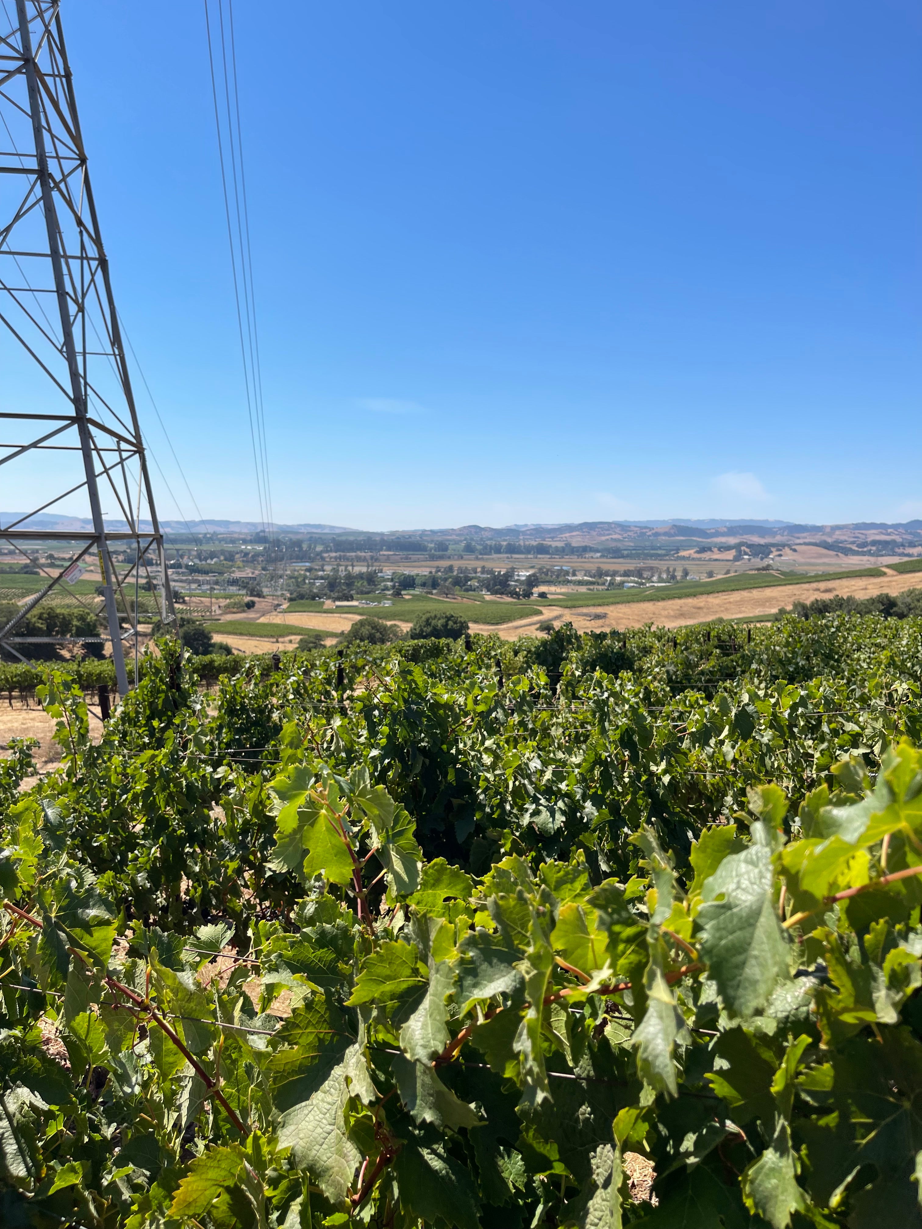 2022 Grape Culture Sugarloaf Cabernet Franc, Napa Valley