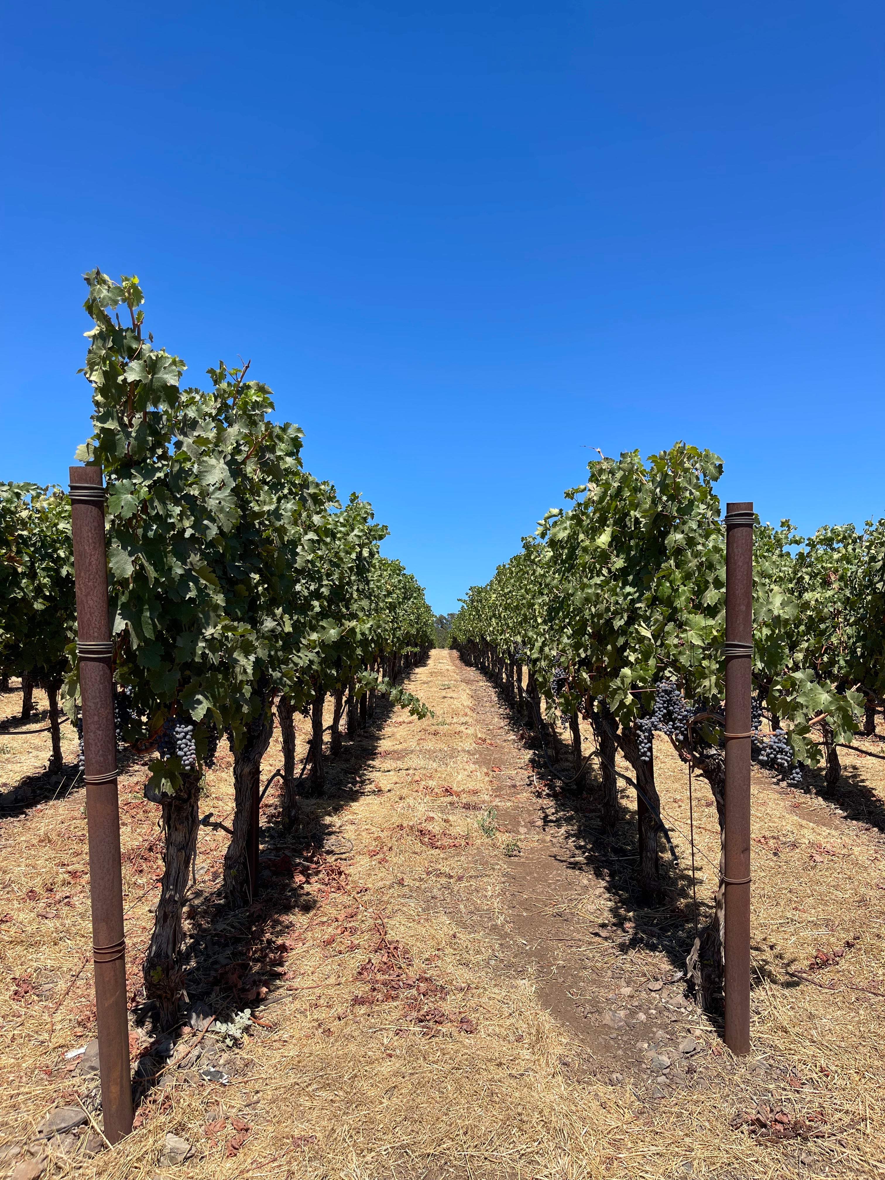 2022 Grape Culture Sugarloaf Cabernet Franc, Napa Valley
