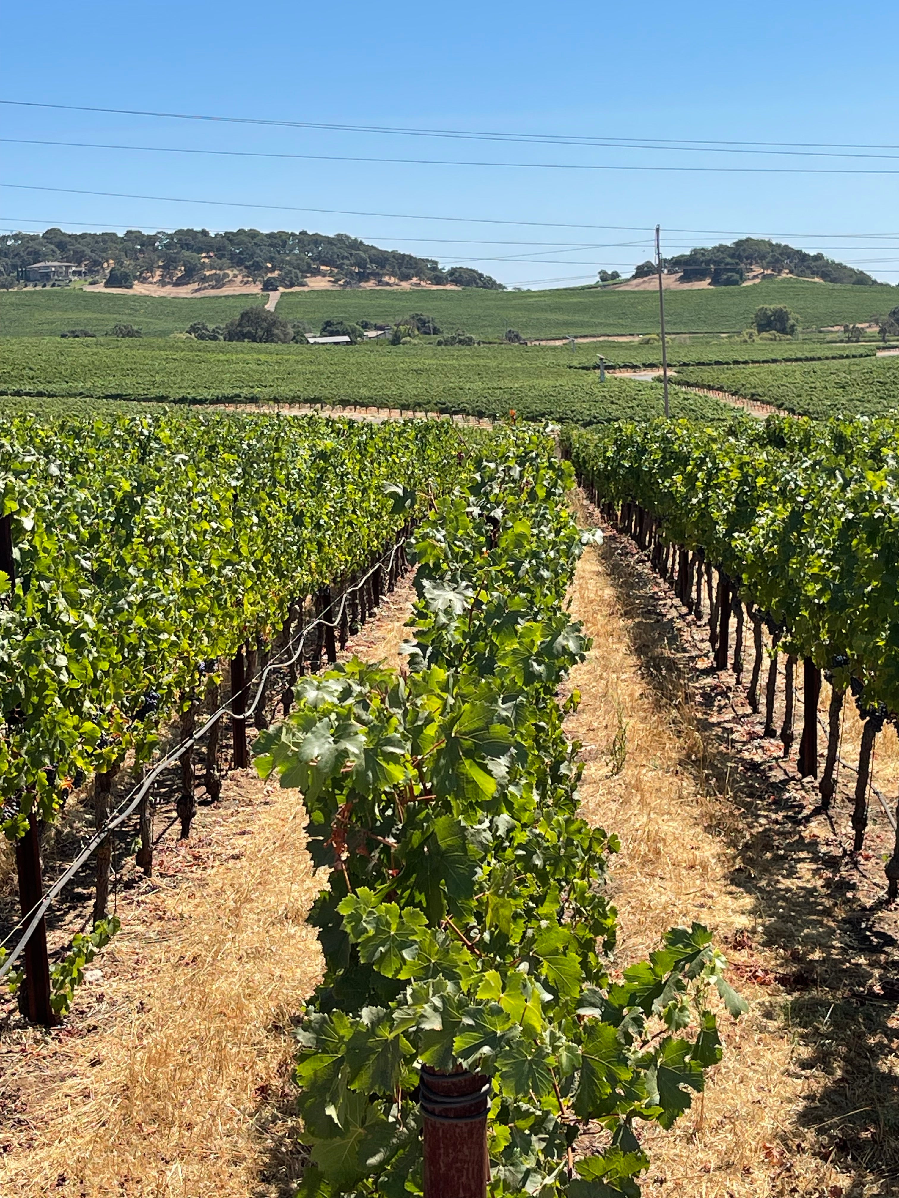 2022 Grape Culture Sugarloaf Cabernet Franc, Napa Valley