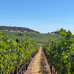 2022 Grape Culture Sugarloaf Cabernet Franc, Napa Valley