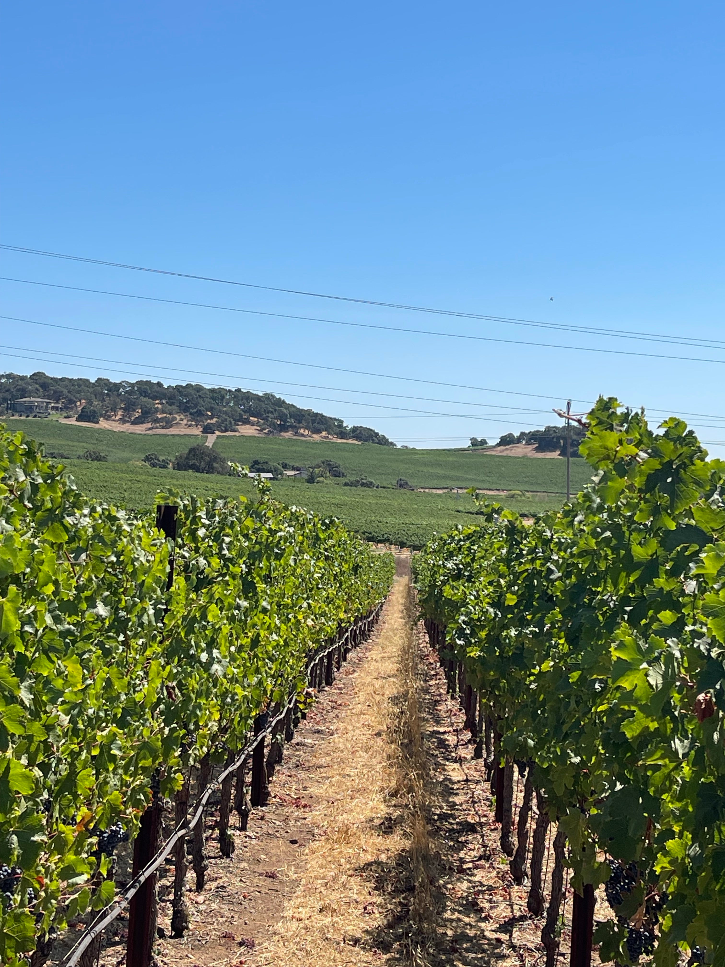 2022 Grape Culture Sugarloaf Cabernet Franc, Napa Valley