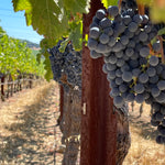 2022 Grape Culture Sugarloaf Cabernet Franc, Napa Valley