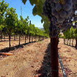 2022 Grape Culture Sugarloaf Cabernet Franc, Napa Valley