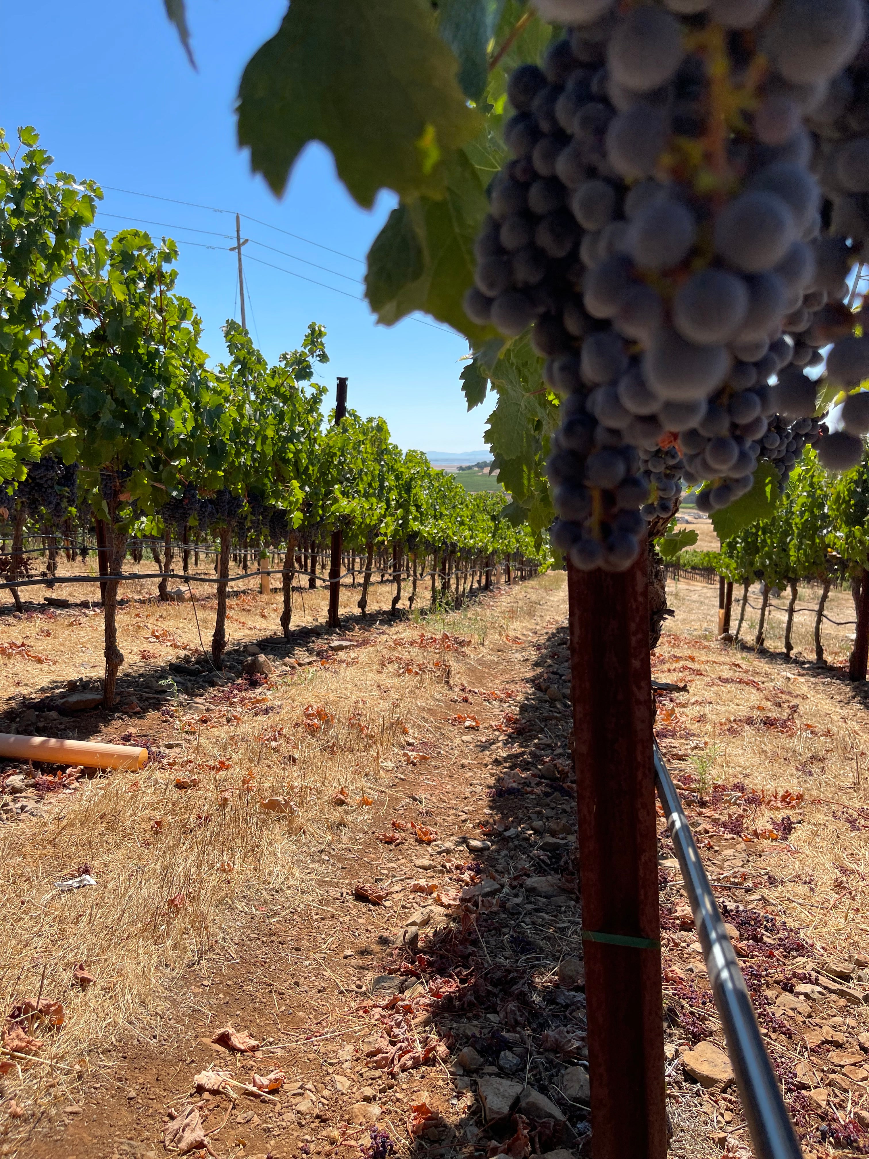 2022 Grape Culture Sugarloaf Cabernet Franc, Napa Valley