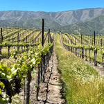 2023 Typicite Tondre Grapefield Pinot Noir, Santa Lucia Highlands