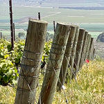 2023 Typicite Tondre Grapefield Pinot Noir, Santa Lucia Highlands