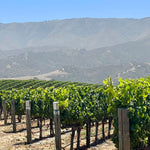 2023 Typicite Tondre Grapefield Pinot Noir, Santa Lucia Highlands
