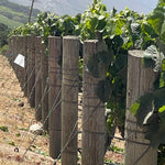 2023 Typicite Tondre Grapefield Pinot Noir, Santa Lucia Highlands