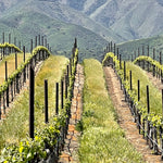 2023 Typicite Tondre Grapefield Pinot Noir, Santa Lucia Highlands