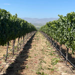2023 Typicite Tondre Grapefield Pinot Noir, Santa Lucia Highlands