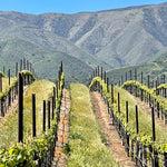 2023 Typicite Tondre Grapefield Pinot Noir, Santa Lucia Highlands