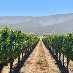 2023 Typicite Tondre Grapefield Pinot Noir, Santa Lucia Highlands